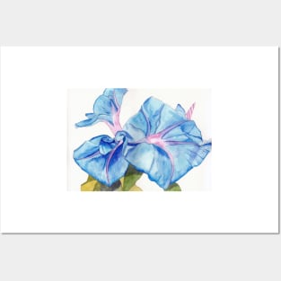 Blue Bindweed (morning glory) watercolour painting Posters and Art